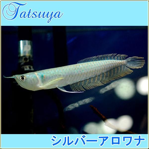 シルバーアロワナ 10cm前後 1匹 古代魚 Tansui304a 竜屋 通販 Yahoo ショッピング