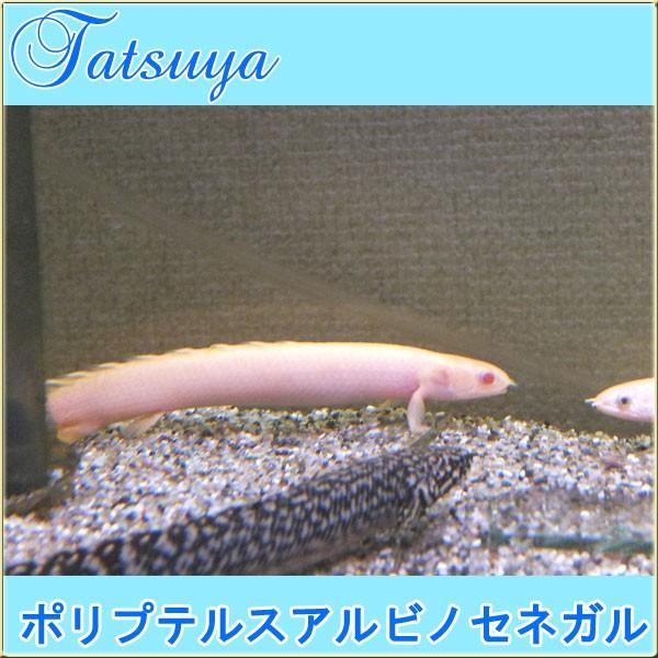 ポリプテルスアルビノセネガル 6cm前後 5匹 古代魚 Tansui308b 竜屋 通販 Yahoo ショッピング