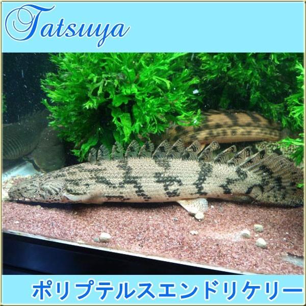 ポリプテルスエンドリケリー 6cm前後 5匹 古代魚 Buyee Buyee 日本の通販商品 オークションの代理入札 代理購入