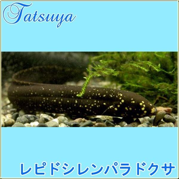 レピドシレンパラドクサ 6cm前後 1匹 古代魚 Tansui313e 竜屋 通販 Yahoo ショッピング