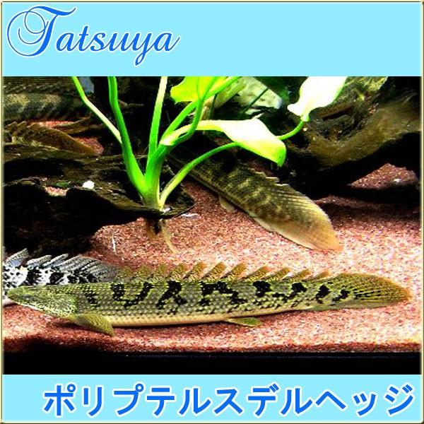 ポリプテルスデルヘッジ 5cm前後 2匹 古代魚 Tansui314c 竜屋 通販 Yahoo ショッピング