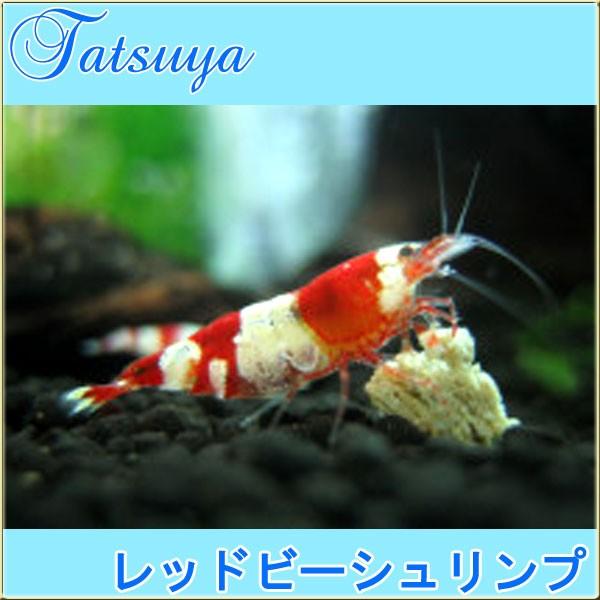 レッドビーシュリンプ Aグレード 国産 10匹 ビーシュリンプ Tansui322a 竜屋 通販 Yahoo ショッピング