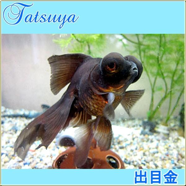 出目金 江戸川 弥富 10匹 金魚 Tansui338a 竜屋 通販 Yahoo ショッピング