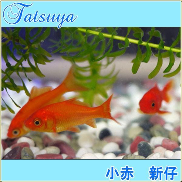 小赤 新仔 匹 金魚 Tansui343a 竜屋 通販 Yahoo ショッピング