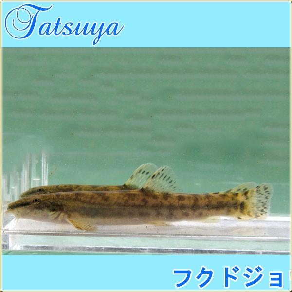 フクドジョウ 10匹 川魚 Tansui357a 竜屋 通販 Yahoo ショッピング
