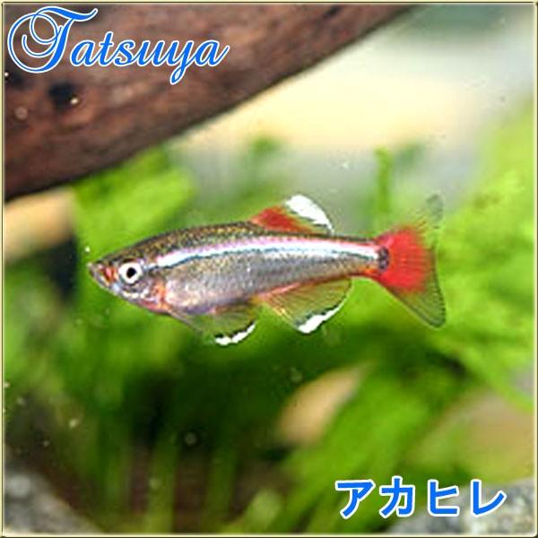 アカヒレ Mサイズ 10匹 人気のアカヒレ 熱帯魚 Tansui6g 竜屋 通販 Yahoo ショッピング