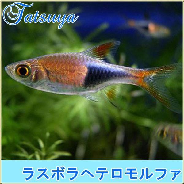 ラスボラヘテロモルファ Lサイズ １０匹 ラスボラ系 Tansui74c 竜屋 通販 Yahoo ショッピング