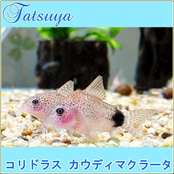卸売 コリドラス系 コリドラス コリドラス 10匹 カウディマクラータ コリドラス カウディマクラータ 観賞魚生体 Salemart Org