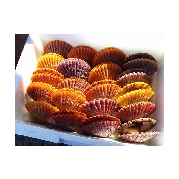 ヒオウギ貝の人気商品 通販 価格比較 価格 Com