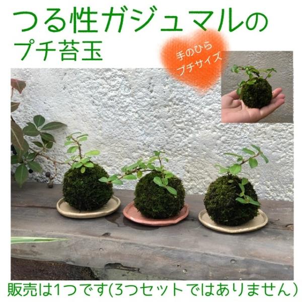 つる性ガジュマルのプチ苔玉 6cm Buyee 日本代购平台 产品购物网站大全 Buyee一站式代购 Bot Online