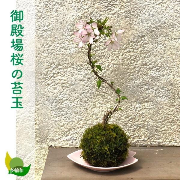 御殿場桜の苔玉 無料ギフトラッピングok 10cm Gotenba 苔玉とミニ盆栽の店 多輪和 通販 Yahoo ショッピング