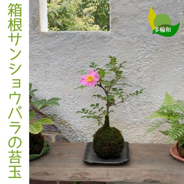 箱根山椒バラの苔玉 無料ギフトラッピングok 8cm Buyee Buyee Japanese Proxy Service Buy From Japan Bot Online