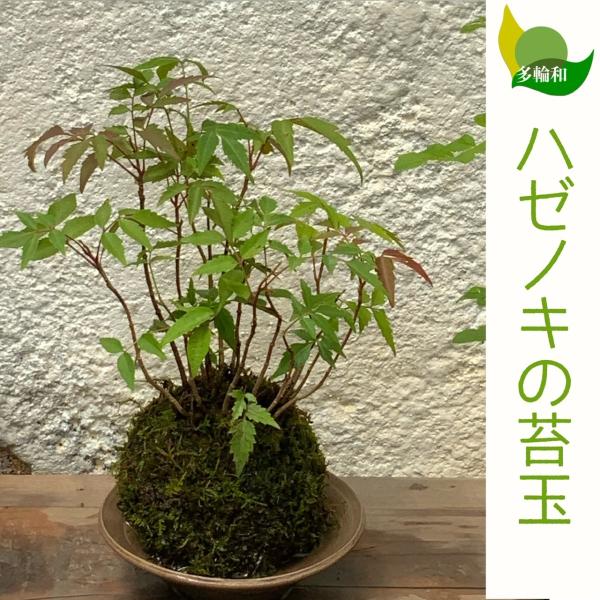 櫨の木 ハゼノキ の苔玉 無料ギフトラッピングok 8cm Hazenoki 苔玉とミニ盆栽の店 多輪和 通販 Yahoo ショッピング