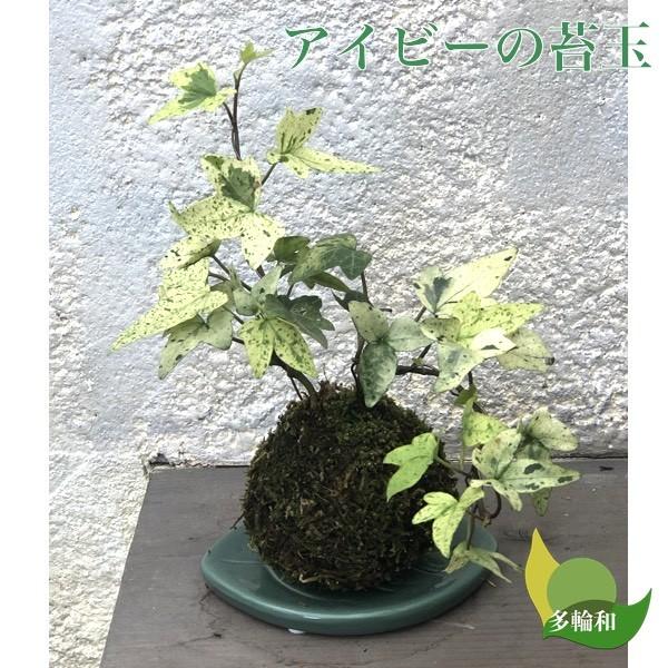 アイビーの苔玉 白雪姫 無料ギフトラッピングok 7cm Hedera 苔玉とミニ盆栽の店 多輪和 通販 Yahoo ショッピング