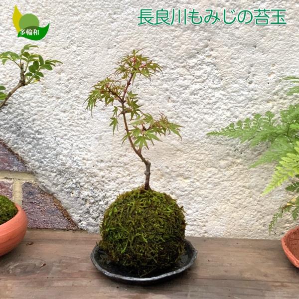 長良川もみじの苔玉 9cm 4月のおすすめ Buyee Buyee Japanese Proxy Service Buy From Japan Bot Online