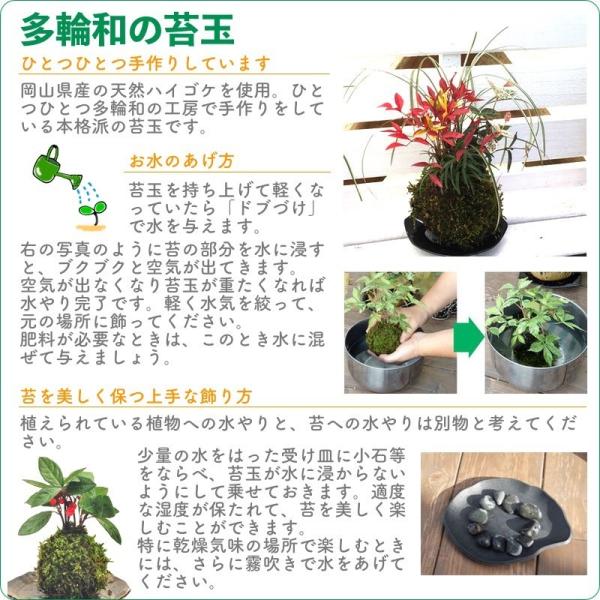 パルマすみれの苔玉 バイオレット 八重咲きニオイスミレ 8cm Buyee Buyee Japanese Proxy Service Buy From Japan Bot Online