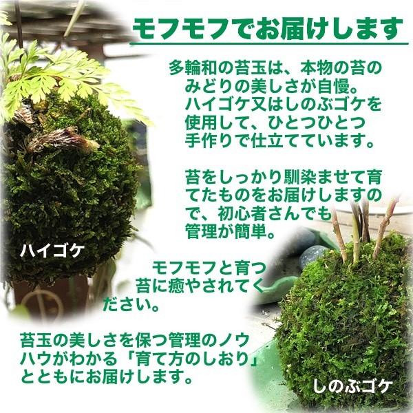 西洋しのぶ ダバリア の苔玉 ミニサイズ しのぶ玉 置きor吊りで 無料ギフトラッピングok 7cm Buyee 日本代购平台 产品购物网站大全 Buyee一站式代购 Bot Online
