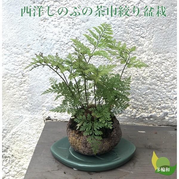 西洋しのぶ ダバリア のミニ盆栽 無料ギフトラッピングok Shinobubonsai 苔玉とミニ盆栽の店 多輪和 通販 Yahoo ショッピング