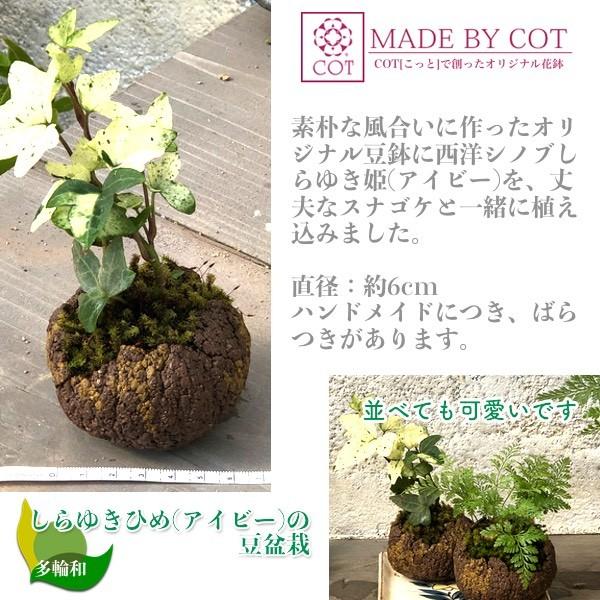 白雪姫 アイビー の茶巾絞り盆栽 無料ギフトラッピングok Buyee Buyee Japanese Proxy Service Buy From Japan Bot Online