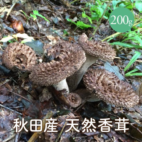 天然香茸200g 秋田産【ご予約受付中10月発送】国産コウタケ こう 天然香茸200g 秋田産【ご予約受付中10月発送】国産コウタケ こう