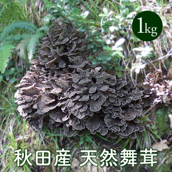 天然舞茸（約1.3ｋｇ）秋田県産 天然舞茸1kg【10月上旬発送開始】秋田産 採れたての天然マイタケ