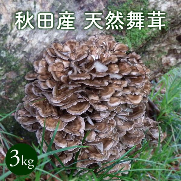 天然舞茸3kg【ご予約受付中10月上旬発送開始】秋田産 採れたての 天然舞茸3kg【ご予約受付中10月上旬発送開始】秋田産 採れたての