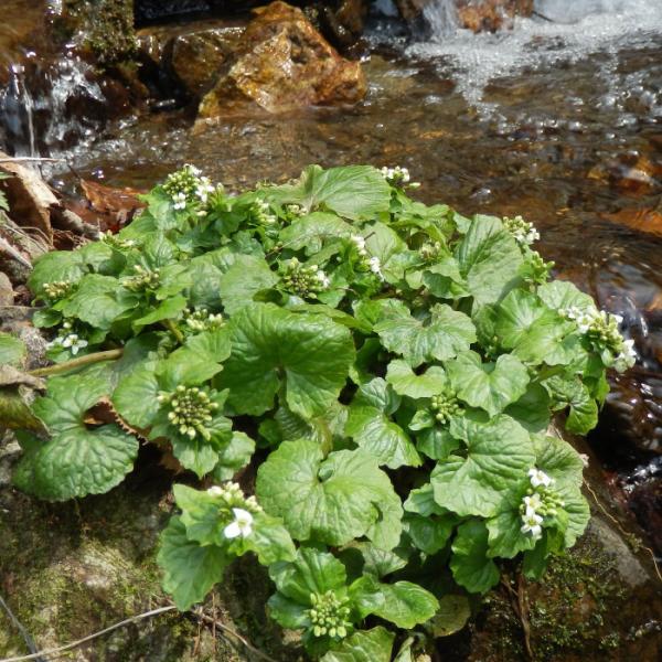 山わさび素掘り苗10株 抜き苗 山菜苗 野菜苗 耐寒性多年草 宿根草