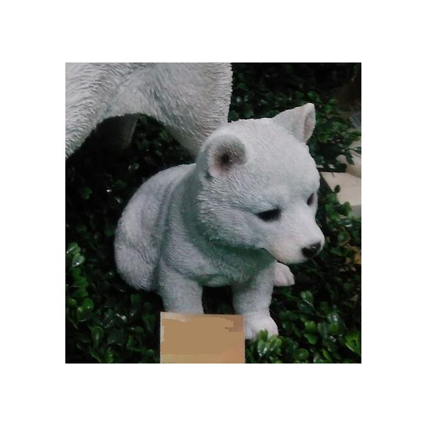 白い柴小犬　      ガーデニング 庭 新生活 誕生日
