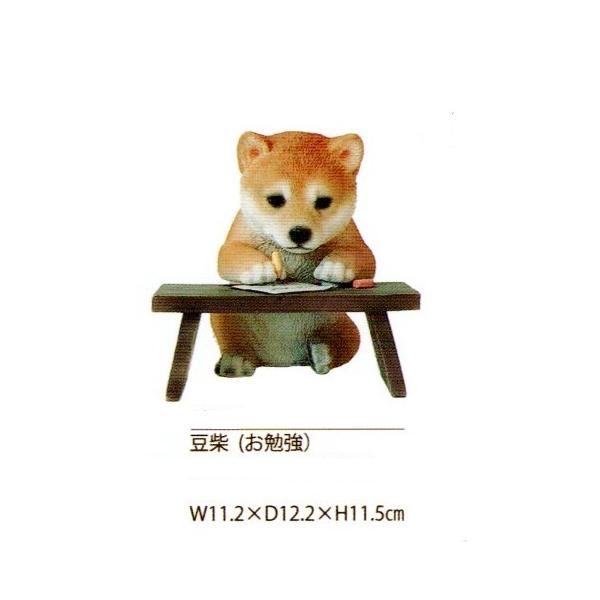 お勉強中、豆柴　・・・ガーデニング・庭・新生活・誕生日・母の日・クリスマス