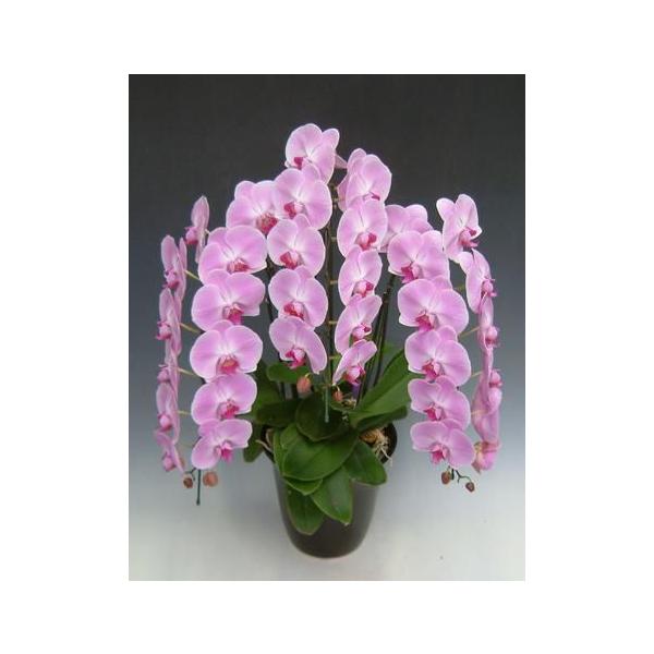 大輪系洋ラン(胡蝶蘭・ピンク)ギフト3本立・花数35輪前後 〜〜開業
