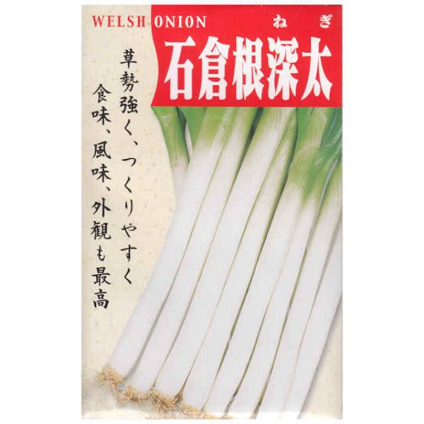 【固定種】石倉根深太ネギの種5ml(約900粒）　畑懐〔はふう〕の種【メール便可】