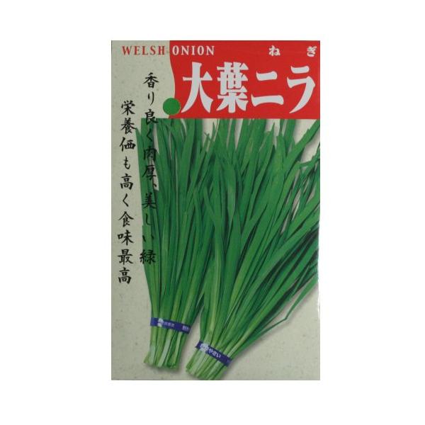 【固定種】大葉ニラの種5ml(約550粒）　畑懐〔はふう〕の種【メール便可】