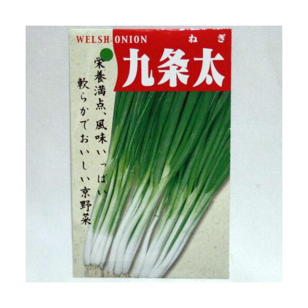 【国内採種/固定種】九条太ネギの種7ml(約1200粒）　畑懐〔はふう〕の種【メール便可】