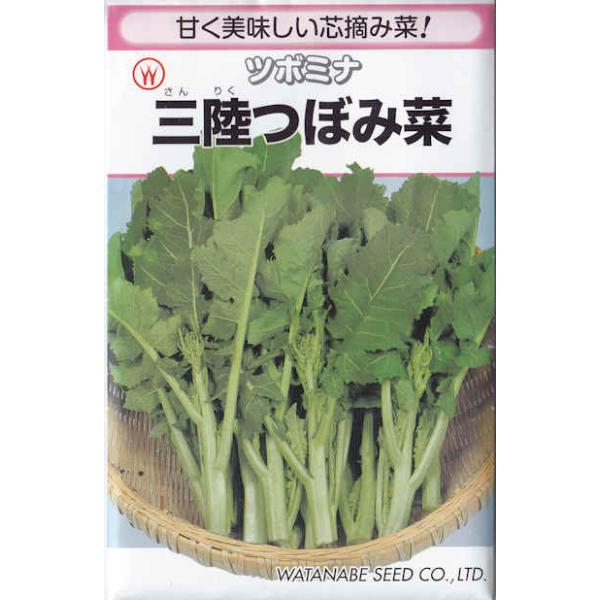 【固定種】三陸つぼみ菜の種5ml(約900粒）　畑懐〔はふう〕の種【メール便可】
