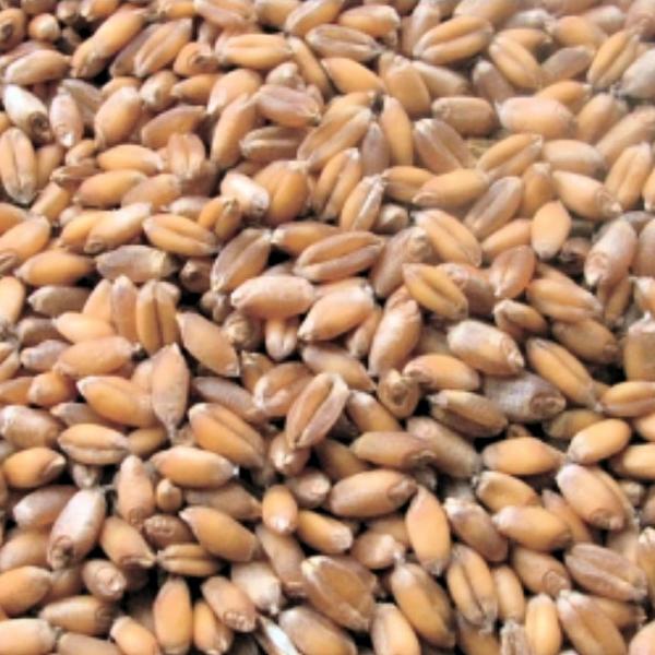 南部小麦のタネ約1000粒入り　無農薬・無化学肥料・固定種 たねの森【メール便可】