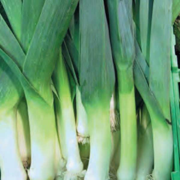 リーキ ヴァルナのタネ約300粒入り 無農薬 無化学肥料 固定種 たねの森 メール便可 Tm0150 自然食品とエシカルのお店てくてく 通販 Yahoo ショッピング