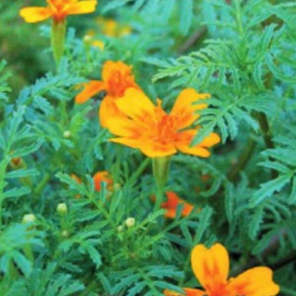 マリーゴールドオレンジジェムのタネ約50粒入り 無農薬・無化学肥料