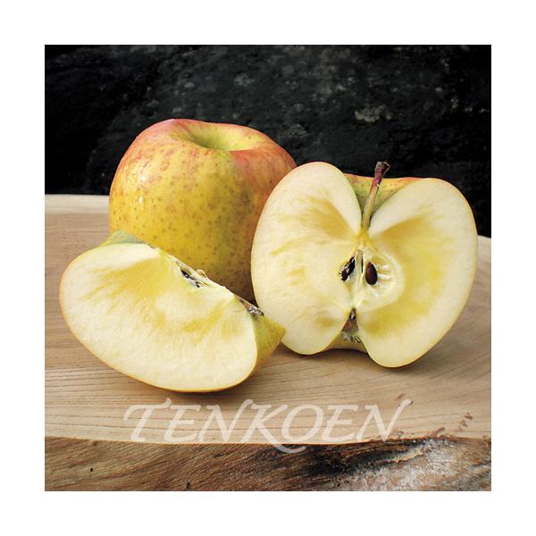 りんご あまみつきTM 姫の月 PVP(ひめのつき PVP) 苗木 裸苗【株式会社