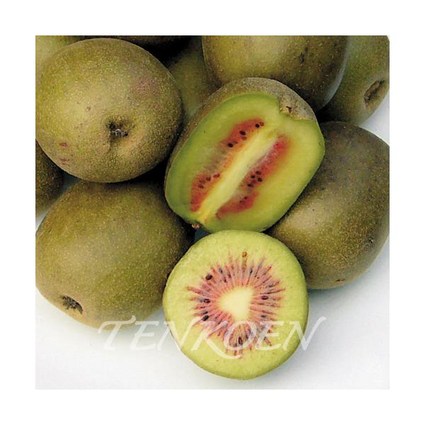 赤キウイフルーツ苗木セット 楽天市場】紅いキウイ 2種セット(紅妃と早雄) 15cmポット 苗