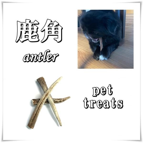 鹿の角　15〜25cm3本入り　中、大型犬向け　ペットおやつ 国産 犬 天然素材 無添加 ガム 骨 おもちゃ　ネコポス便発送　送料無料　常温便対応