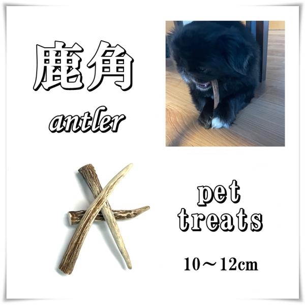 鹿の角　10〜12cm3本入り　小型犬向け　ペットおやつ 国産 犬 天然素材 無添加 ガム 骨 おもちゃ　ネコポス便発送　送料無料　常温便対応