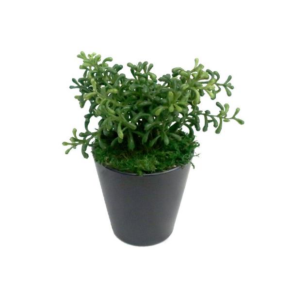 ミニサイズ 観葉植物の人気商品 通販 価格比較 価格 Com