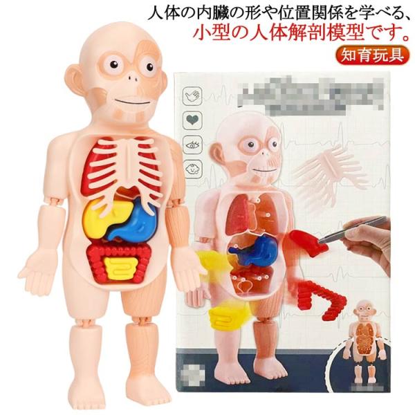 復元パズル 直立 教材 パーツ取り外し可能 解剖学 理科 子ども向け