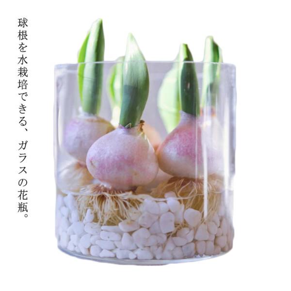 花瓶 球根/水栽培 フラワーベース フラワーポット ガラス 透明 シンプル おしゃれ 花器 ガーデニング チューリップ ヒヤシンス ユリ ムスカリ サ