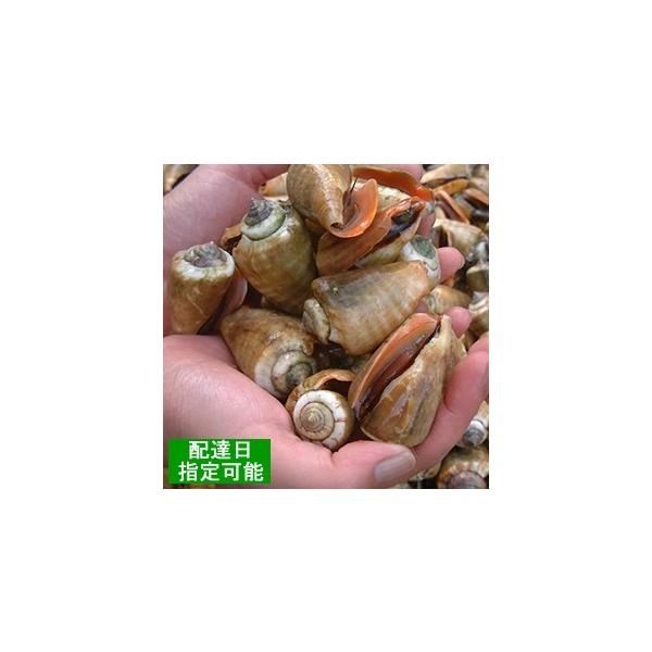 天然 活ちゃんばら貝 チャンバラ貝 マガキ貝 １ｋｇセット 約30個入り 西海国立公園 長崎県五島列島産 Buyee Buyee 日本の通販商品 オークションの代理入札 代理購入