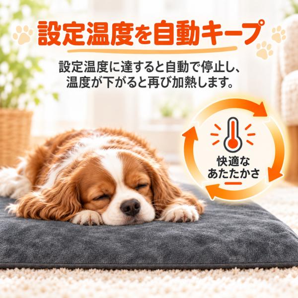teruyukimall_pet-6226_5_d_20261009153808