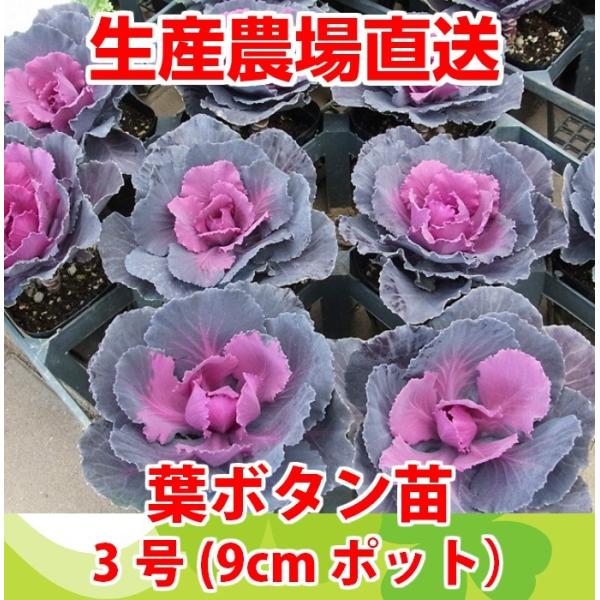 葉ぼたんページ Amazon.co.jp: ハボタン 丸葉レッド 3〜4本ブーケ仕立て 3号
