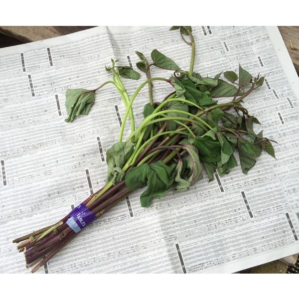 てしまの苗さつまいも苗 イモヅル 安納蜜芋1束10本入りサツマイモ Buyee Buyee 提供一站式最全面最專業現地yahoo Japan拍賣代bid代拍代購服務