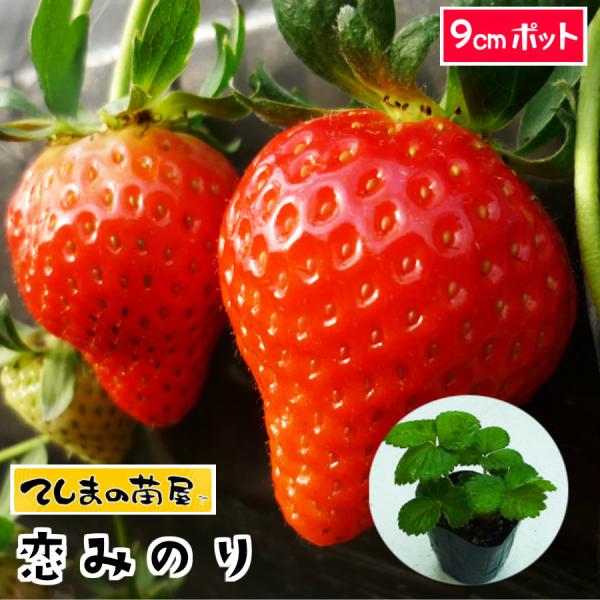 いちご苗　恋みのり120株 いちご苗 恋みのりPVP 6株 / 家庭菜園 イチゴ苗 苺苗 イチゴの苗