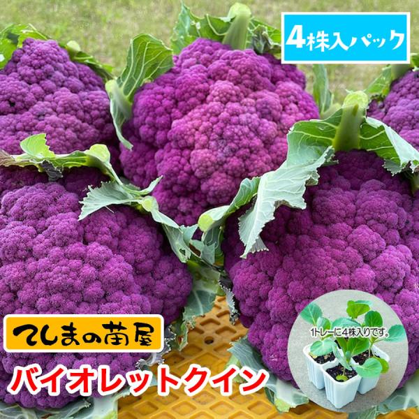てしまの苗 カリフラワー苗 バイオレットクイン 4株入りパック 葉菜苗 :karifura-violet-cut:てしまの苗屋 通販  